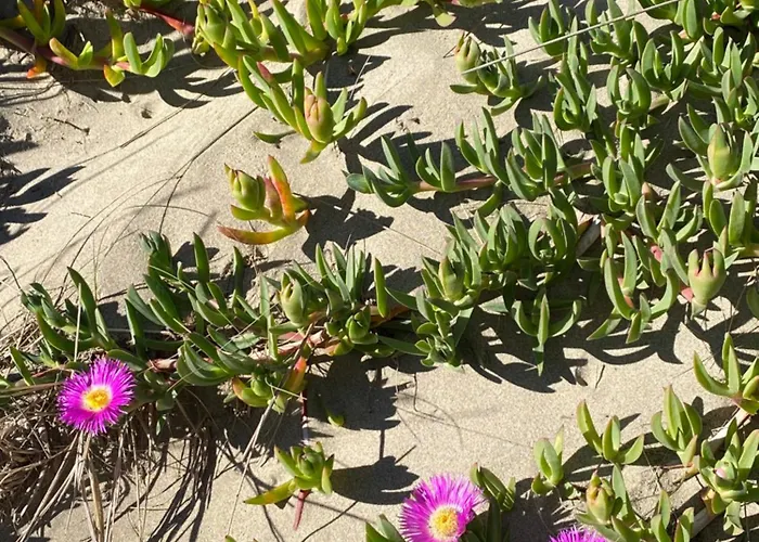 V0861 Avec Piscine Privee Pour 8 A 10 Personnes Willa *